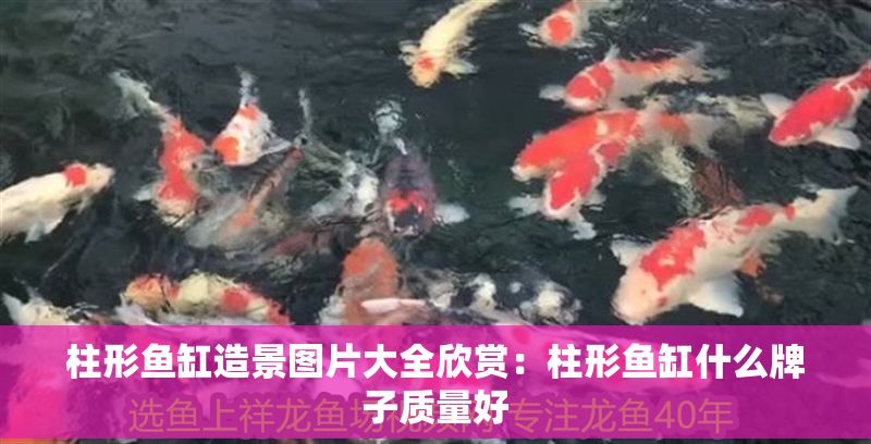 柱形魚缸造景圖片大全欣賞：柱形魚缸什么牌子質量好