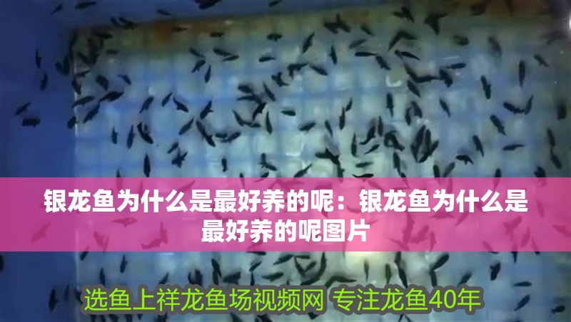 銀龍魚為什么是最好養(yǎng)的呢：銀龍魚為什么是最好養(yǎng)的呢圖片 銀龍魚為什么是最好養(yǎng)的呢：銀龍魚為什么是最好養(yǎng)的呢圖片 水族問答