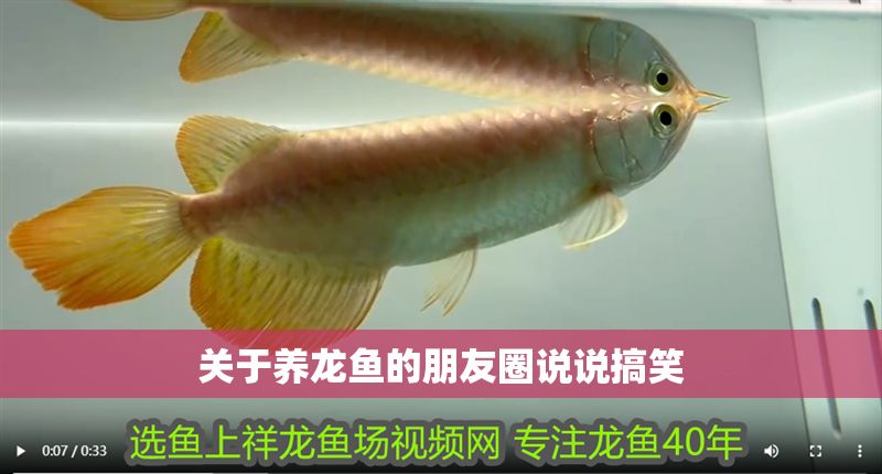 關(guān)于養(yǎng)龍魚的朋友圈說說搞笑 龍魚百科 第1張 關(guān)于養(yǎng)龍魚的朋友圈說說搞笑 關(guān)于養(yǎng)龍魚的朋友圈說說搞笑 龍魚百科 第1張