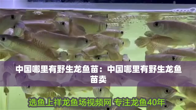 中國哪里有野生龍魚苗：中國哪里有野生龍魚苗賣