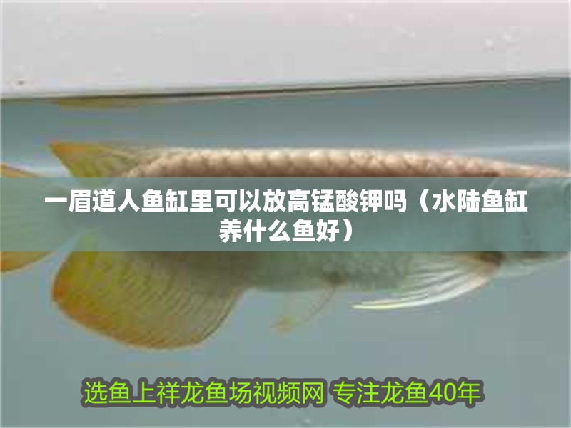 一眉道人魚缸里可以放高錳酸鉀嗎（水陸魚缸養什么魚好）