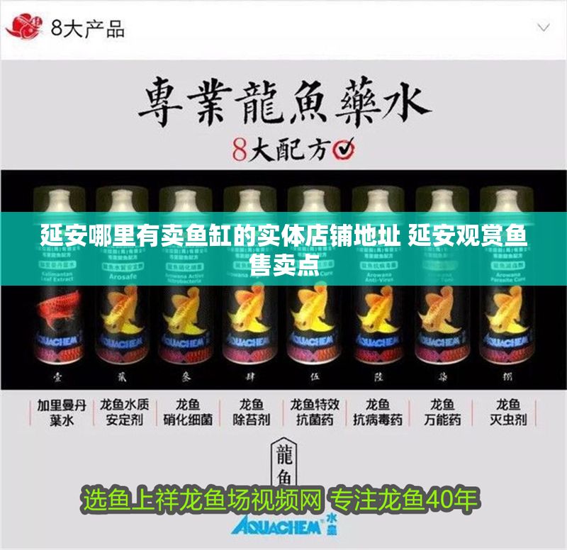 延安哪里有賣魚缸的實體店鋪地址 延安觀賞魚售賣點 延安哪里有賣魚缸的實體店鋪地址 延安觀賞魚售賣點 龍魚百科 第1張