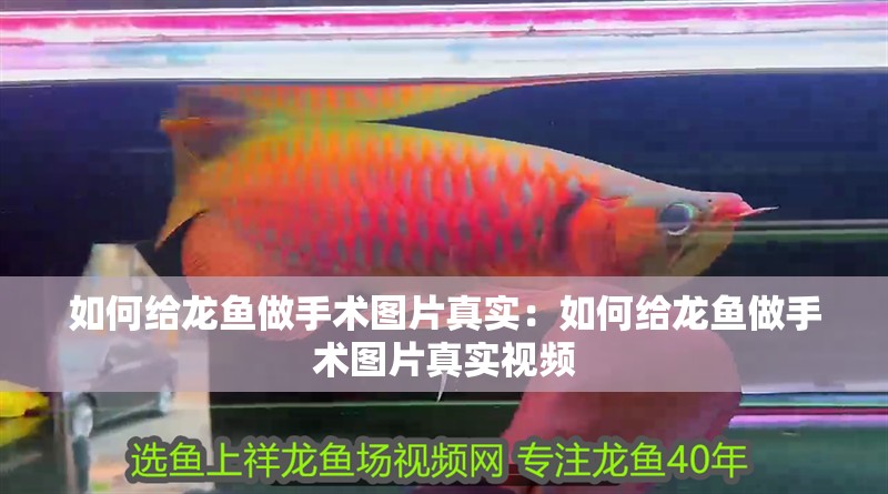 如何給龍魚做手術圖片真實：如何給龍魚做手術圖片真實視頻