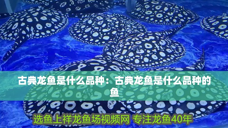 古典龍魚是什么品種：古典龍魚是什么品種的魚