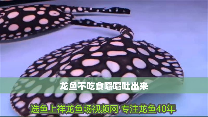 龍魚不吃食嚼嚼吐出來