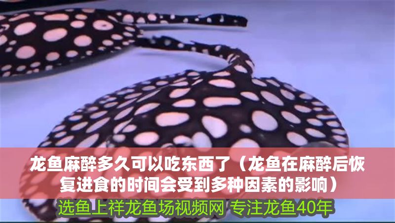 龍魚麻醉多久可以吃東西了（龍魚在麻醉后恢復進食的時間會受到多種因素的影響）