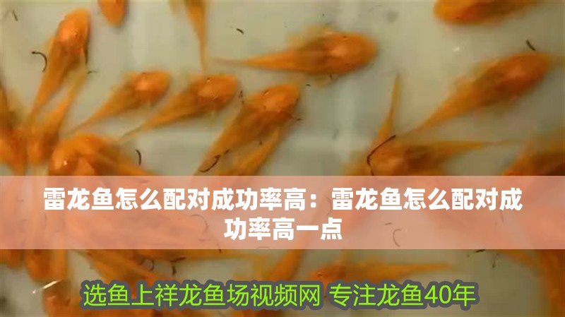 雷龍魚怎么配對成功率高：雷龍魚怎么配對成功率高一點