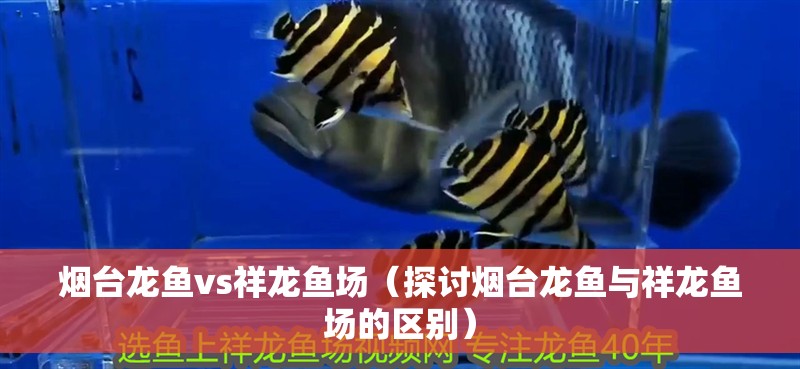 煙臺龍魚vs祥龍魚場(探討煙臺龍魚與祥龍魚場的區別) 全國水族館企業名錄 第1張 煙臺龍魚vs祥龍魚場(探討煙臺龍魚與祥龍魚場的區別) 煙臺龍魚vs祥龍魚場(探討煙臺龍魚與祥龍魚場的區別) 全國水族館企業名錄 第1張