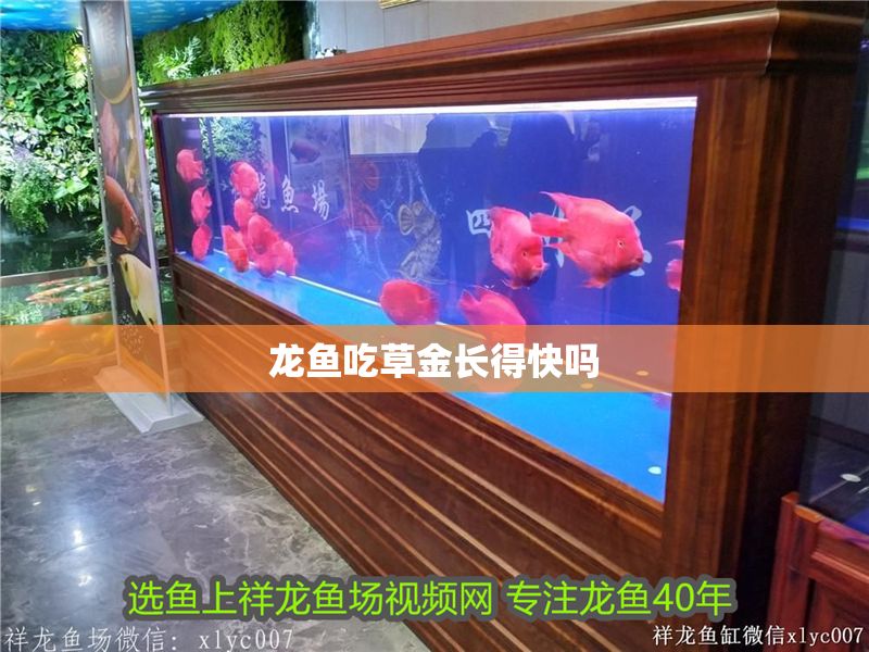 龍魚吃草金長得快嗎