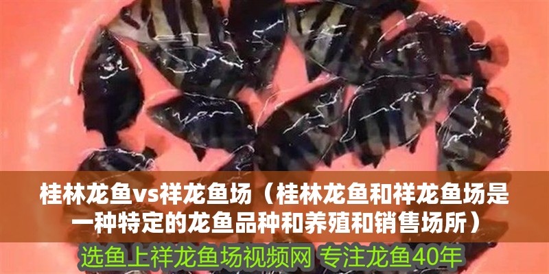 桂林龍魚vs祥龍魚場（桂林龍魚和祥龍魚場是一種特定的龍魚品種和養殖和銷售場所） 桂林龍魚vs祥龍魚場（桂林龍魚和祥龍魚場是一種特定的龍魚品種和養殖和銷售場所） 全國水族館企業名錄 第1張
