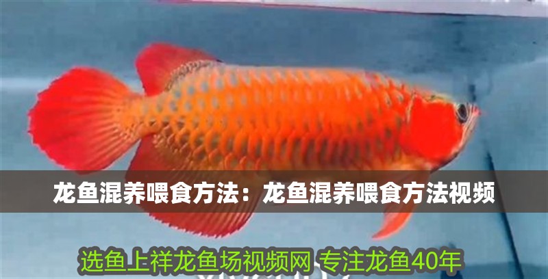 龍魚(yú)混養(yǎng)喂食方法：龍魚(yú)混養(yǎng)喂食方法視頻 龍魚(yú)混養(yǎng)喂食方法：龍魚(yú)混養(yǎng)喂食方法視頻 水族問(wèn)答