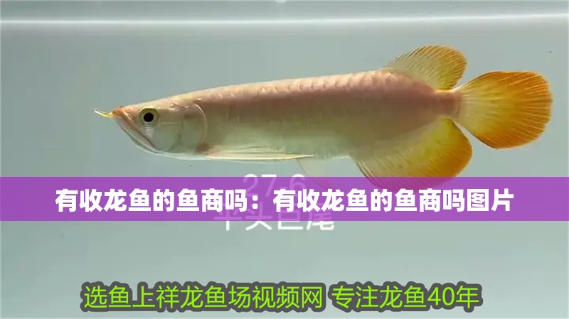 有收龍魚的魚商嗎：有收龍魚的魚商嗎圖片