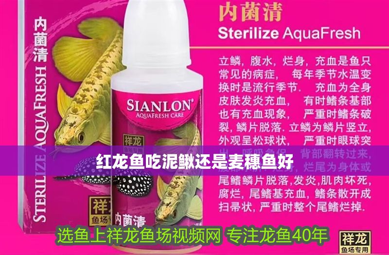 紅龍魚吃泥鰍還是麥穗魚好 紅龍魚吃泥鰍還是麥穗魚好 龍魚百科 第1張