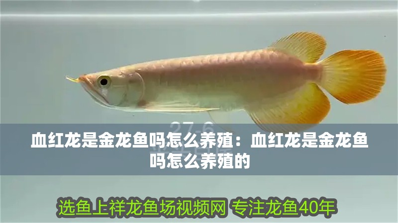 血紅龍是金龍魚嗎怎么養殖：血紅龍是金龍魚嗎怎么養殖的