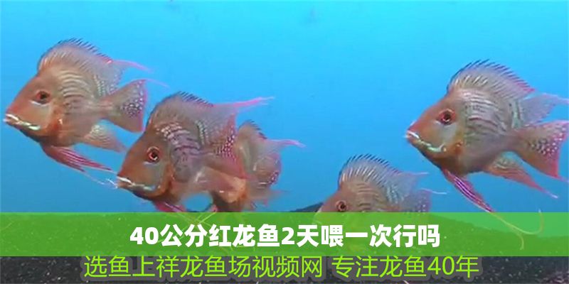 40公分紅龍魚2天喂一次行嗎
