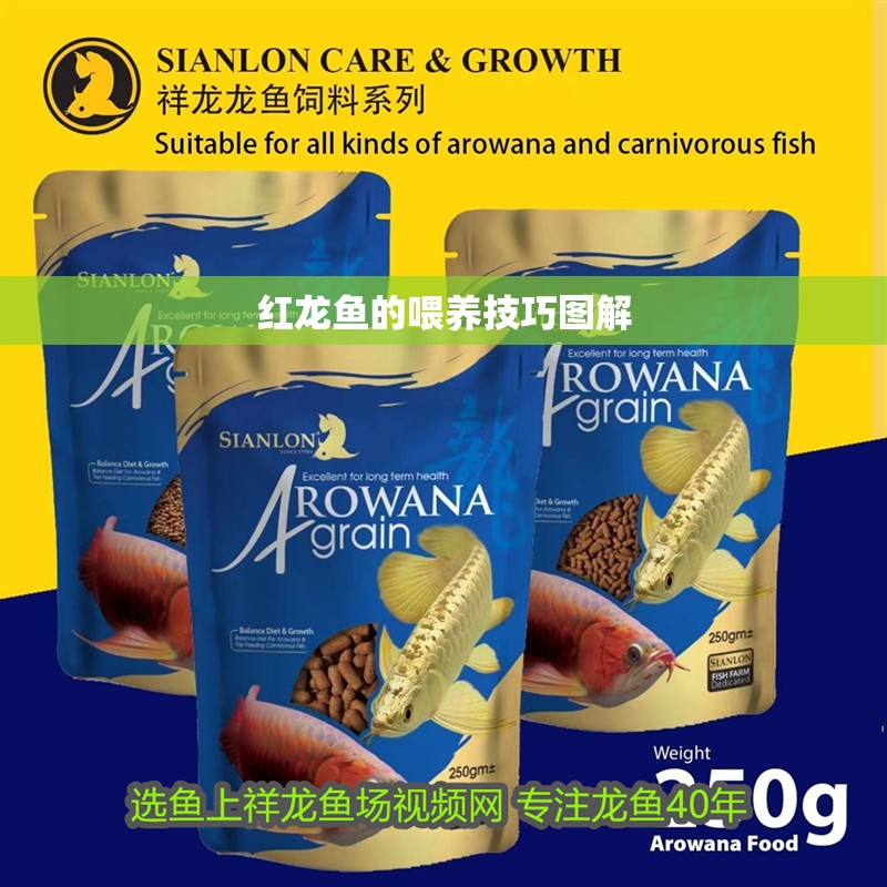 紅龍魚的喂養(yǎng)技巧圖解