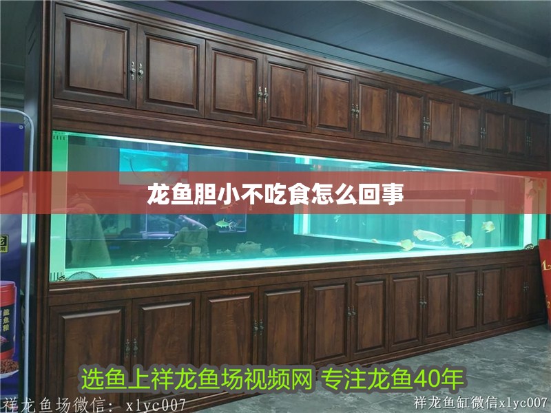 龍魚膽小不吃食怎么回事