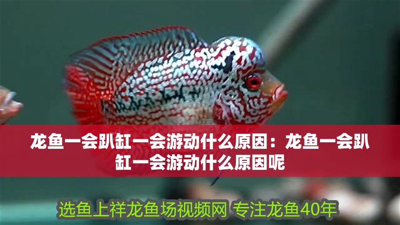 龍魚一會趴缸一會游動什么原因：龍魚一會趴缸一會游動什么原因呢