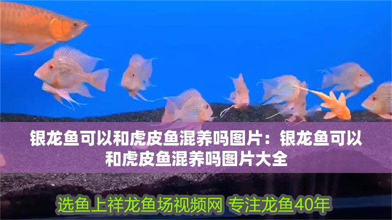 銀龍魚可以和虎皮魚混養嗎圖片：銀龍魚可以和虎皮魚混養嗎圖片大全 銀龍魚可以和虎皮魚混養嗎圖片：銀龍魚可以和虎皮魚混養嗎圖片大全 水族問答