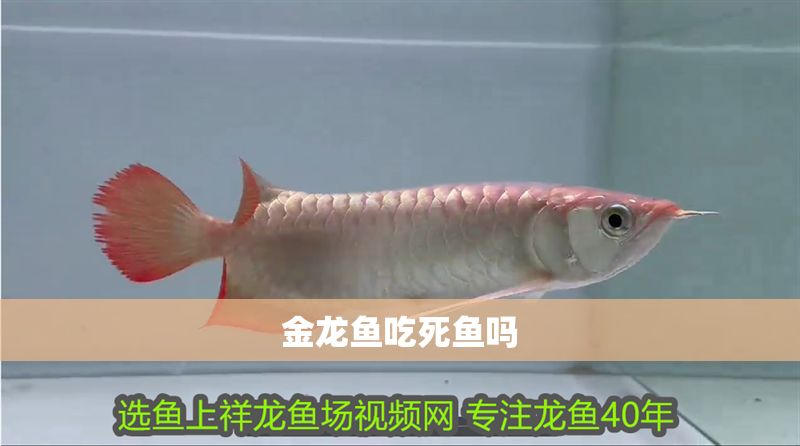 金龍魚吃死魚嗎