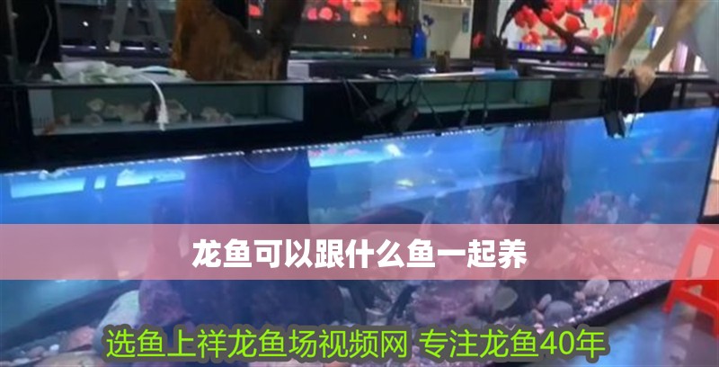 龍魚可以跟什么魚一起養 龍魚可以跟什么魚一起養 龍魚百科 第2張