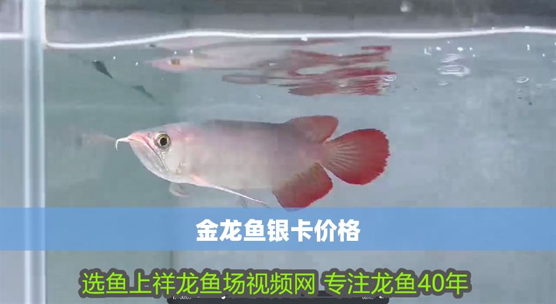 金龍魚銀卡價格