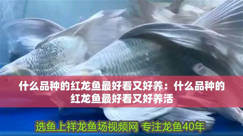 什么品種的紅龍魚最好看又好養：什么品種的紅龍魚最好看又好養活
