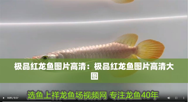 極品紅龍魚圖片高清：極品紅龍魚圖片高清大圖