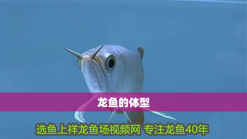 龍魚的體型