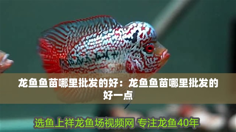 龍魚魚苗哪里批發的好：龍魚魚苗哪里批發的好一點