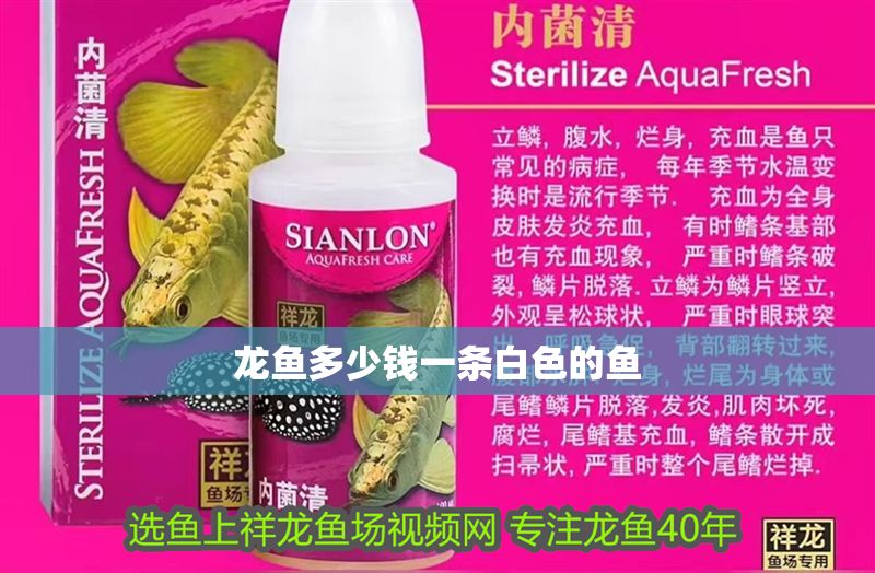 龍魚多少錢一條白色的魚