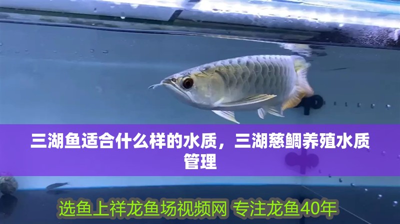 三湖魚適合什么樣的水質，三湖慈鯛養殖水質管理 三湖魚適合什么樣的水質，三湖慈鯛養殖水質管理 龍魚論壇