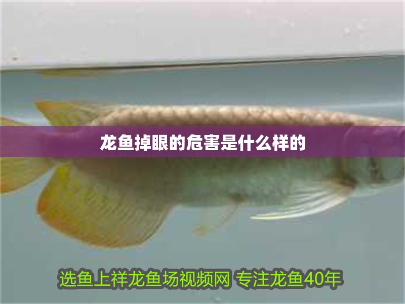 龍魚掉眼的危害是什么樣的