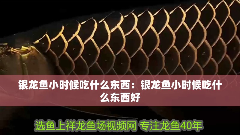 銀龍魚小時候吃什么東西：銀龍魚小時候吃什么東西好