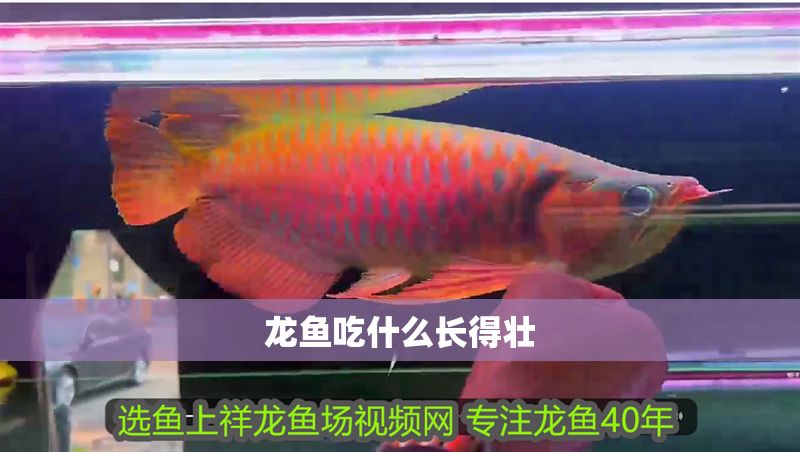 龍魚吃什么長得壯 龍魚吃什么長得壯 龍魚百科 第2張