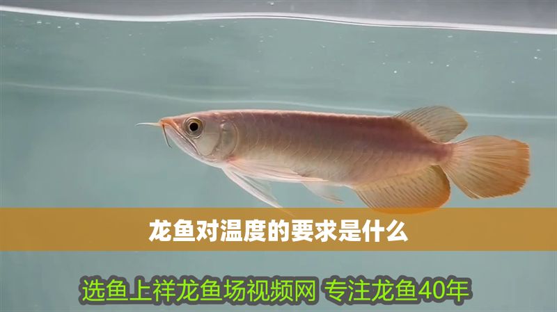 龍魚對溫度的要求是什么 龍魚對溫度的要求是什么 龍魚百科 第2張