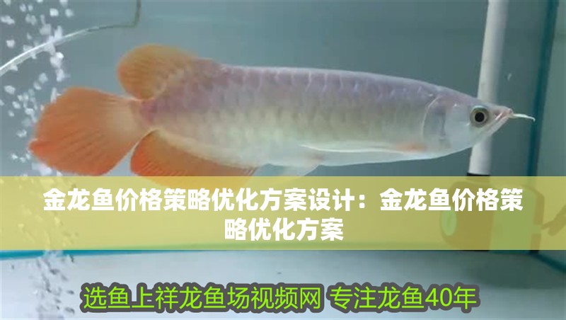 金龍魚價格策略優化方案設計：金龍魚價格策略優化方案
