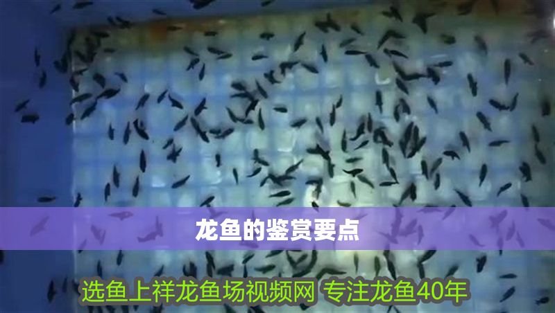 龍魚的鑒賞要點