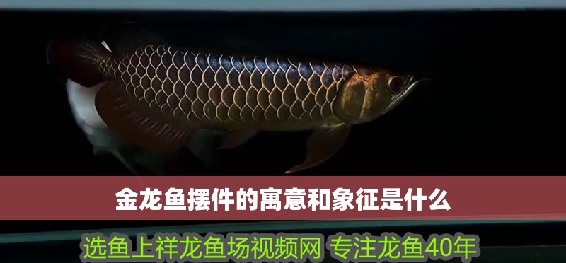 金龍魚擺件的寓意和象征是什么
