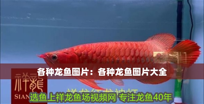 各種龍魚圖片：各種龍魚圖片大全