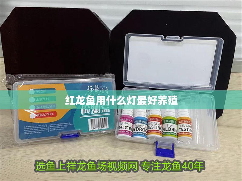 紅龍魚用什么燈最好養殖 紅龍魚用什么燈最好養殖 龍魚百科 第1張