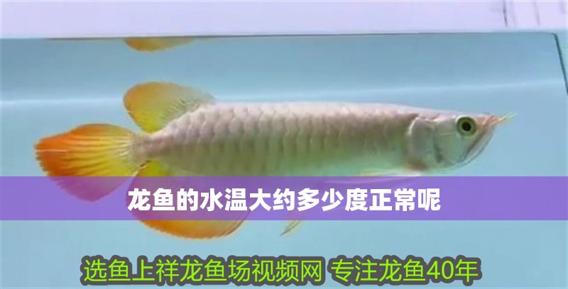 龍魚的水溫大約多少度正常呢 龍魚的水溫大約多少度正常呢 龍魚百科 第2張