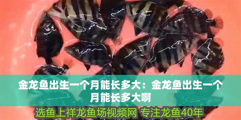 金龍魚出生一個月能長多大：金龍魚出生一個月能長多大啊