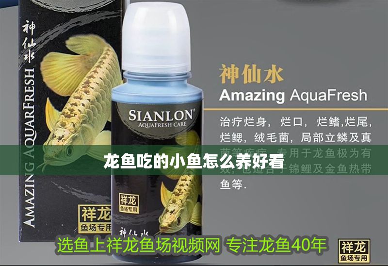 龍魚吃的小魚怎么養好看 龍魚百科 第2張 龍魚吃的小魚怎么養好看 龍魚吃的小魚怎么養好看 龍魚百科 第2張