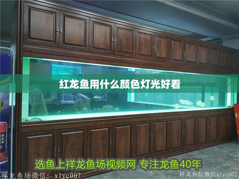 紅龍魚用什么顏色燈光好看