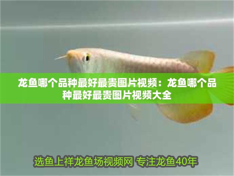 龍魚哪個品種最好最貴圖片視頻:龍魚哪個品種最好最貴圖片視頻大全 水族問答 龍魚哪個品種最好最貴圖片視頻:龍魚哪個品種最好最貴圖片視頻大全 龍魚哪個品種最好最貴圖片視頻:龍魚哪個品種最好最貴圖片視頻大全 水族問答