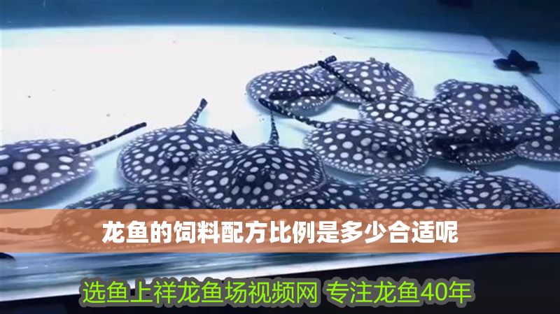 龍魚的飼料配方比例是多少合適呢