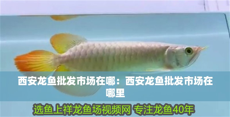西安龍魚(yú)批發(fā)市場(chǎng)在哪：西安龍魚(yú)批發(fā)市場(chǎng)在哪里