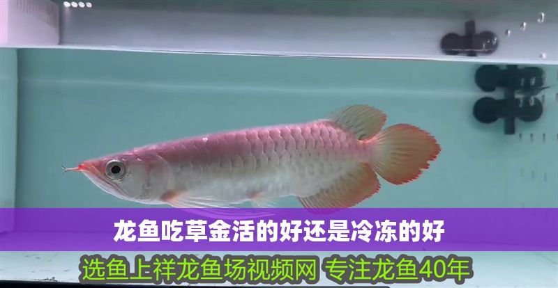 龍魚吃草金活的好還是冷凍的好