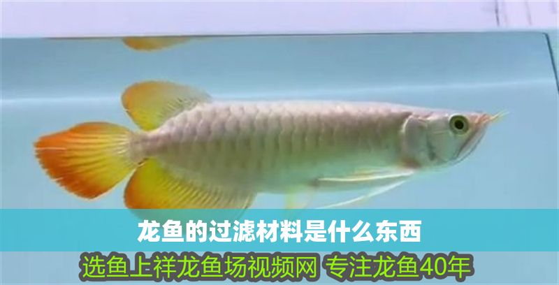 龍魚的過濾材料是什么東西